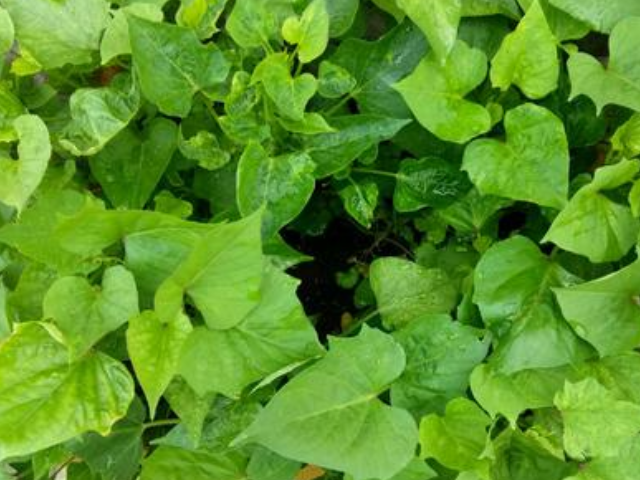 肝硬化@人怕癌，癌却怕它，4物坚持每天吃，癌细胞或离你远远的！