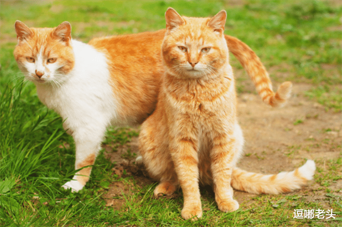 猫咪在捣蛋，萨摩耶看不惯，就向主人告状