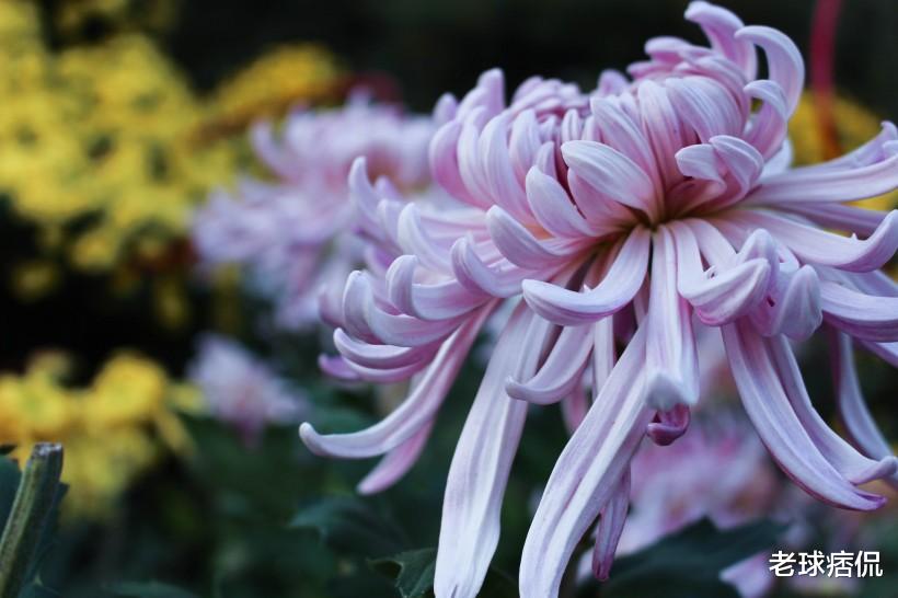 生肖:事业马到成功,财运不断,横财大发,有钱有房3大生肖