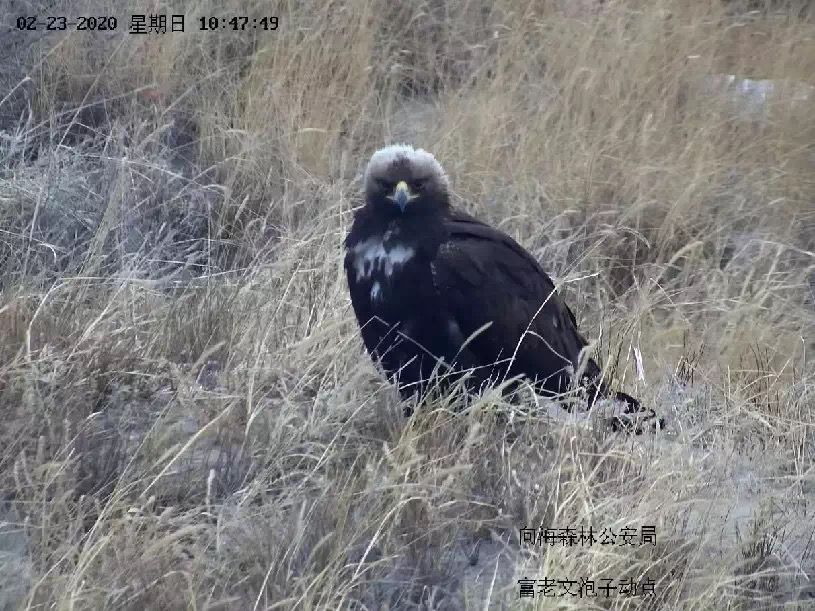 []当我们因疫情“宅家”时，地球竟发生了这些变化......