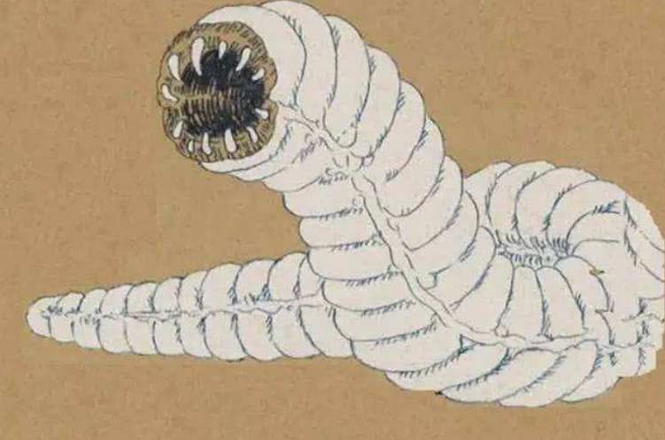 「」6种多次传出目击事件的未确认生物, 第4种也许在中国已绝迹