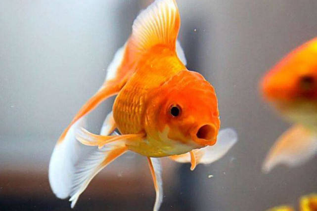 |财神爷点名，下半年运势高昂，大喜天降，赚大钱水到渠成的3生肖