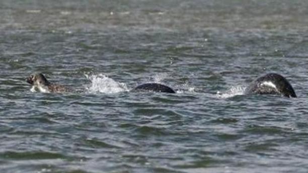 镜泊湖▲黑龙江镜泊湖神秘生物出没，被游客数次目睹，长达20米浑身发光