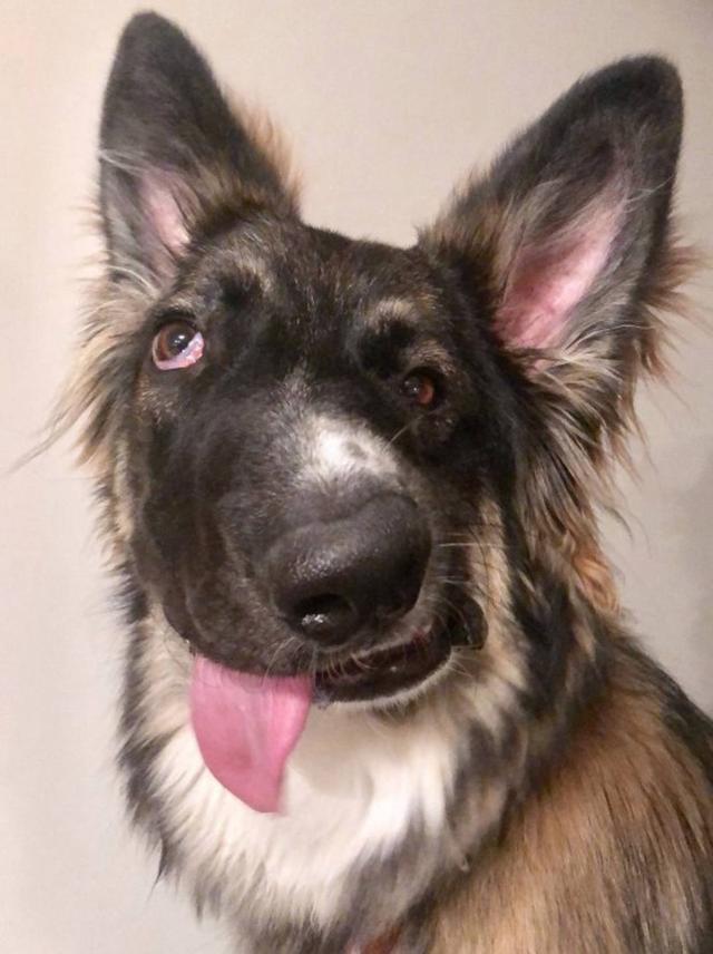 德牧出生13天遭重伤，变得奇丑无比！如今励志成为治疗犬！