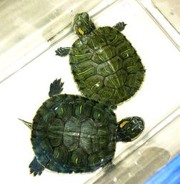 巴西红耳龟，喜静怕冷的小可爱，好喜欢啊