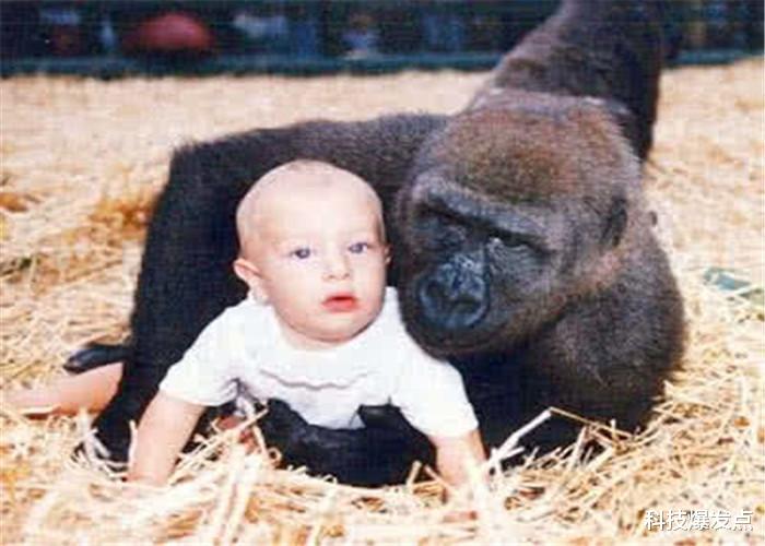 「黑猩猩」大猩猩有和人结合的可能吗？女科学家以身试险，结果如何？