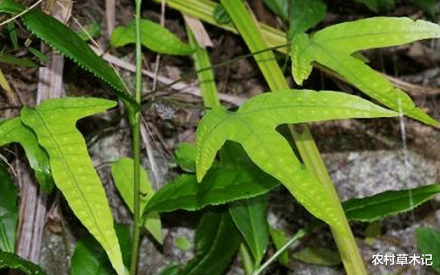 ：石头上一种野草，名为“七星剑”，价值126元一斤，你们认识吗？