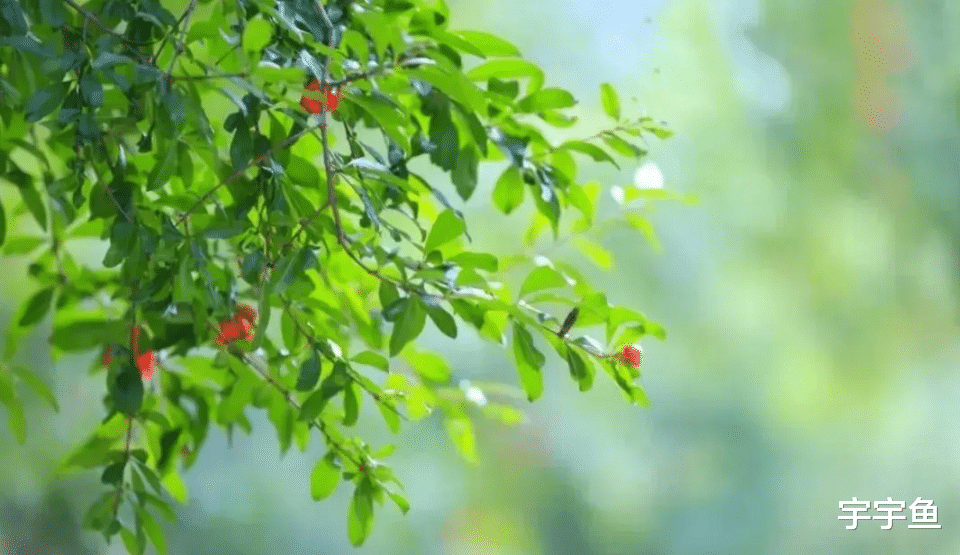 运势|9月1号喜洋洋，9月2号喳喳叫！4生肖双喜临门，大富大贵躲不掉