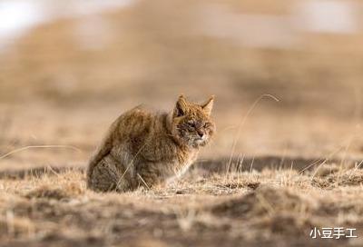 【外星人】科学家揭开祁连山荒漠猫神秘面纱，外表呆萌吃毒蛇，凶猛敢拼花豹
