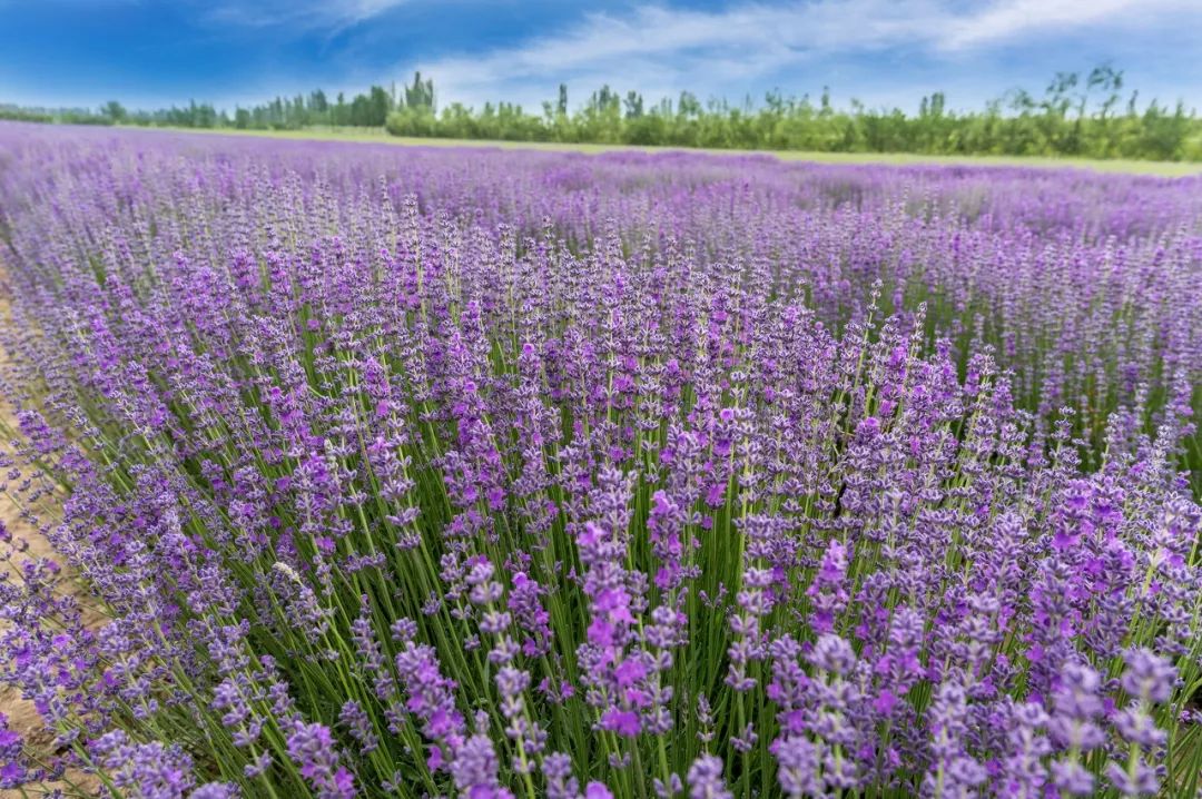 【新疆维吾尔自治区】去了北疆才知道，中国有多大；去了南疆才知道，中国有多美 美人美景