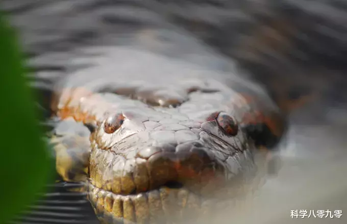 「电影」世界上“重量级”巨蛇,可重达250公斤,但远没有电影中恐怖!