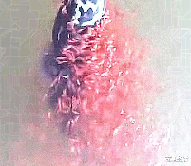 『』大鱼要被钓走，小鱼迅速把它围住，奋力要救下母亲，画面感人