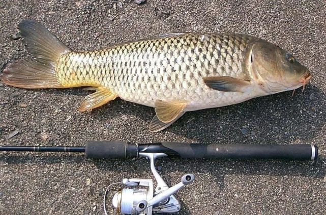 |喜欢钓鱼吗？1个自制鱼饵让你钓到更多更大！