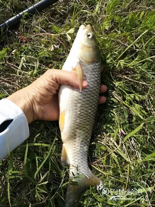 「」一招制敌！疯狂飞饼诱钓大草鱼！