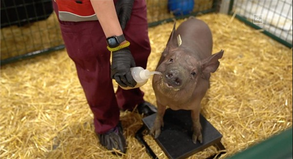 以太坊|马斯克称未来脑机设备将能上传记忆存储实现永生