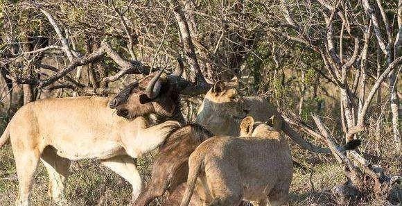 后代|动物老了之后,它们的子女会照顾它们吗?为什么?