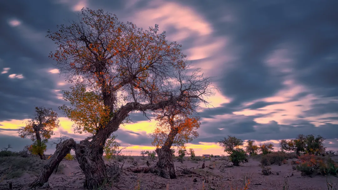 额济纳|忽然,想去额济纳了