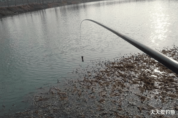 饵料|冬钓鲫鱼4“要”原则,学会这些“万金油”,冬季钓鱼不走空