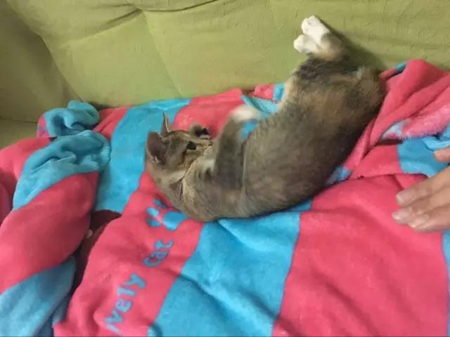 新晋铲屎官一个月，小美女伺候猫主子的工作报告