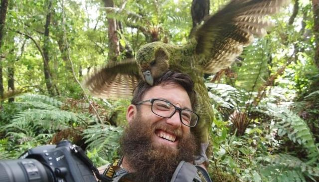 鹦鹉|90岁还不会飞,把自己玩的剩120只,鸮鹦鹉靠“蠢”变成濒危