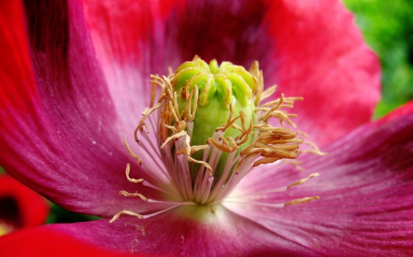 生肖@6月底,躲过桃花劫,魅力大增,有望结成好姻缘的四大生肖