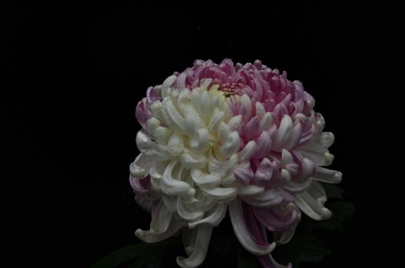 「吉星」4月开始吉星助运，喜鹊报喜，财神送旺财，再不缺钱花的四属相