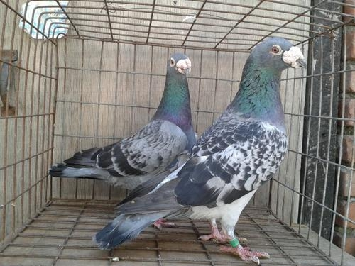 鸽子@都说不能近亲繁殖,那鸽子生下来就是一对,这个怎么解释?