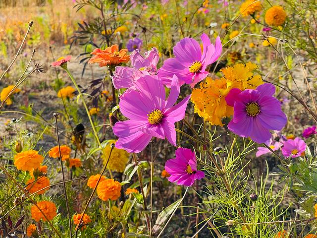 iphone12|iPhone 12 Pro镜头下的秋色：艳丽起来也很了不得