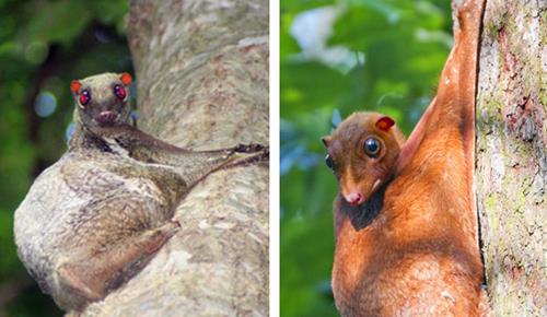 豚鼠▲在这个世界上，真实存在拥有“独一无二”外表的10种罕见动物