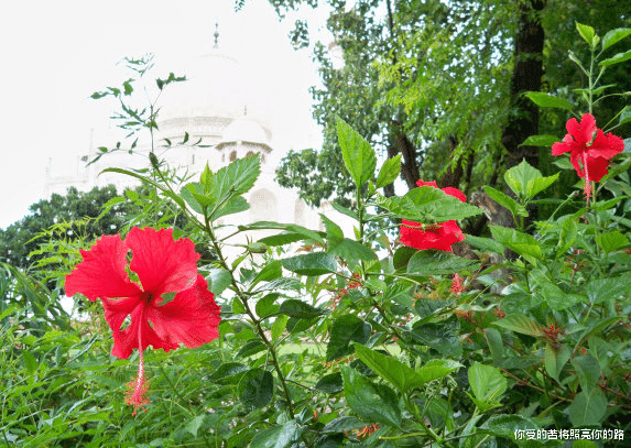 生肖|下周开始,4属相吉星进门大运来,事业一旺百旺,情路一帆风顺