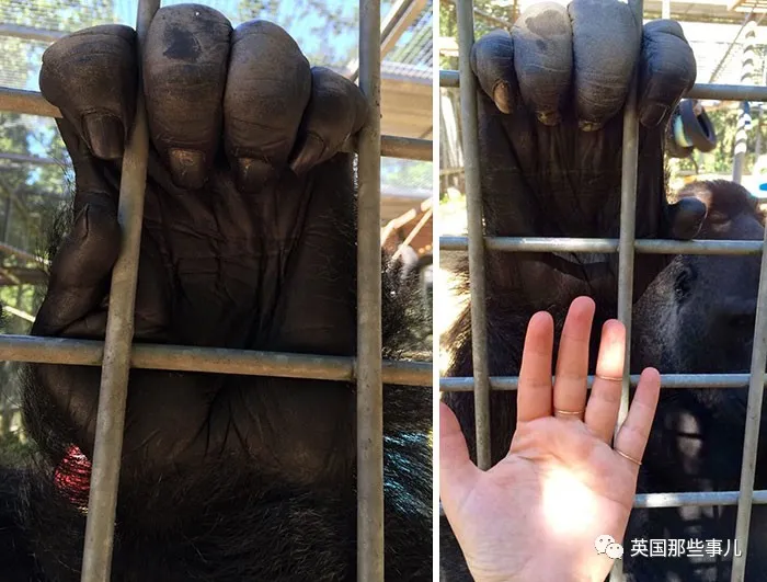 |盘点那些猛禽巨兽的真实大小