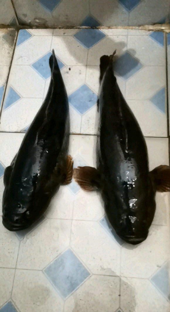 大黑说生活 徐州网友水库捉到两条“黑壳鱼”，一公斤一条，全身乌黑非常凶猛