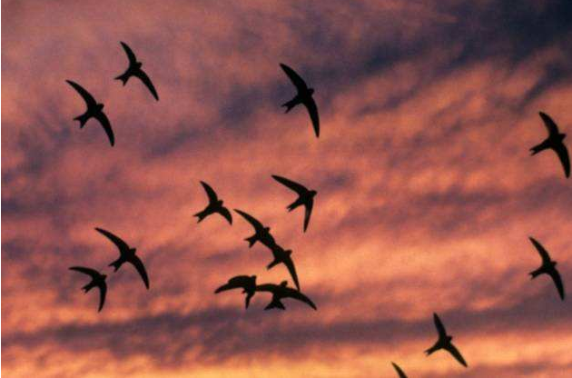 #海豚#自然动物界中的无脚鸟，一边飞行一边睡觉，你是天空中的海豚吗？