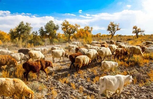 「甘肃」走完这个省，你就相当于看遍了大半个中国