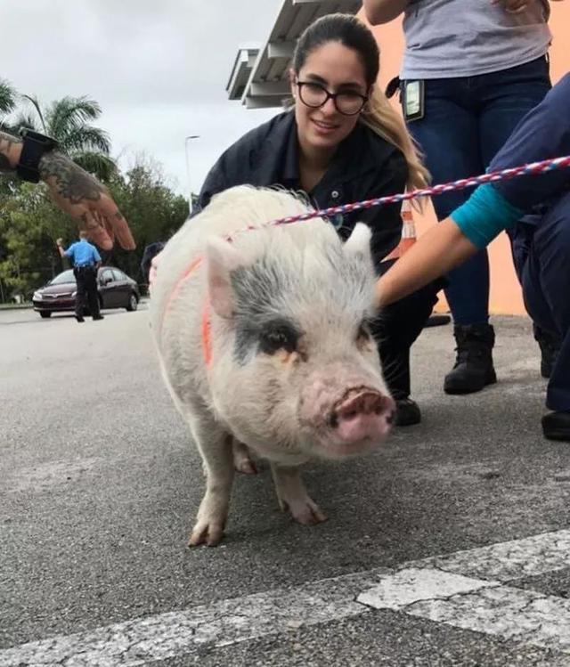 爱猪突然失踪，主人焦急寻找：好怕它变成人家的新年大餐！