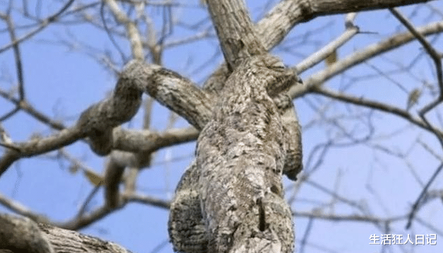 『』飞不过天敌怎么办？这种鸟类出生起就装成树，为躲避天敌也是拼了