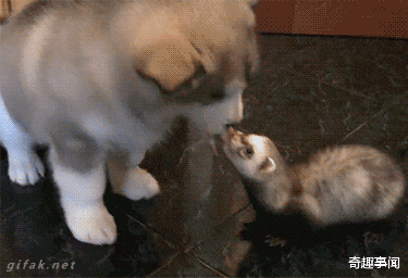 #雪貂#发情期不交配就会死，雪貂为了延续族群究竟有多拼？