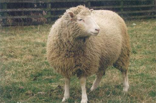 科学家|1996年就有了克隆羊，为何没出现克隆人？看多莉的一生，就明白了