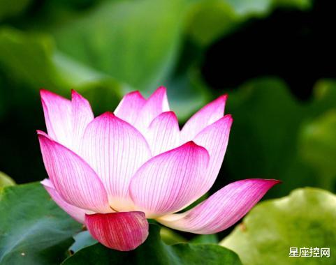 『摩羯座』自力更生的三大星座，不靠父母靠自己，下半年事业进步诸事顺