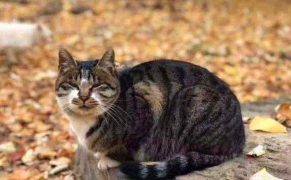 [李时珍]猫肉为什么不能吃？原来古人早已经试过，李时珍说出其中原因