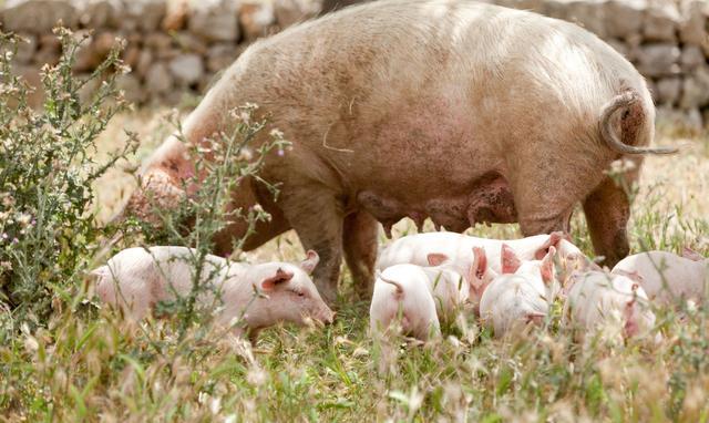 #全球经济#猪价震荡下跌，仔猪一头15公斤2100元，为何居高不下？原来有支撑