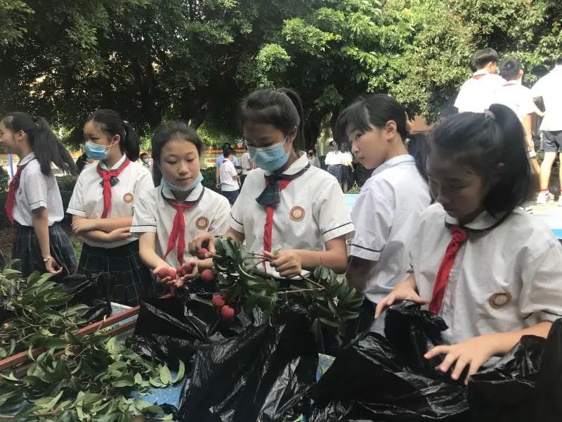 []因为学校荔枝树挂满了果，所以学生们都摘荔枝去了！