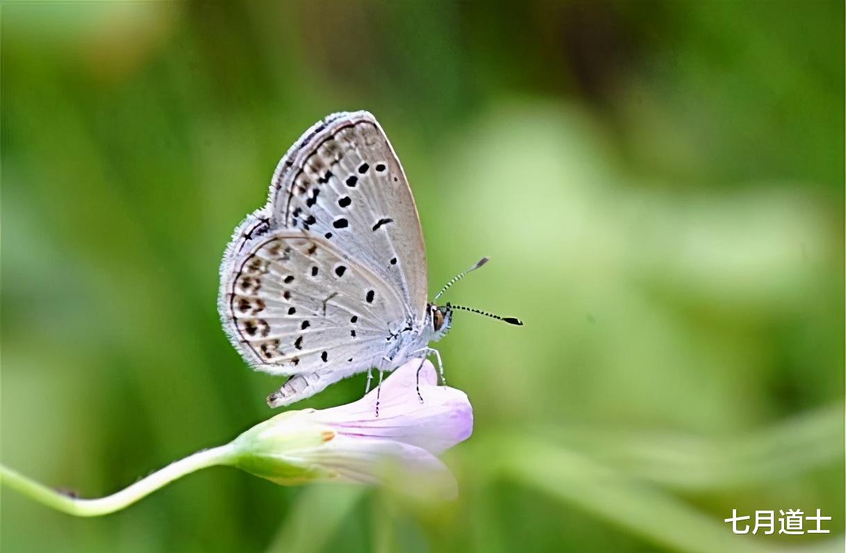 蝴蝶|蝴蝶绚丽的外表下，有一段不堪回首的过去，那些年被毛毛虫支配的恐惧