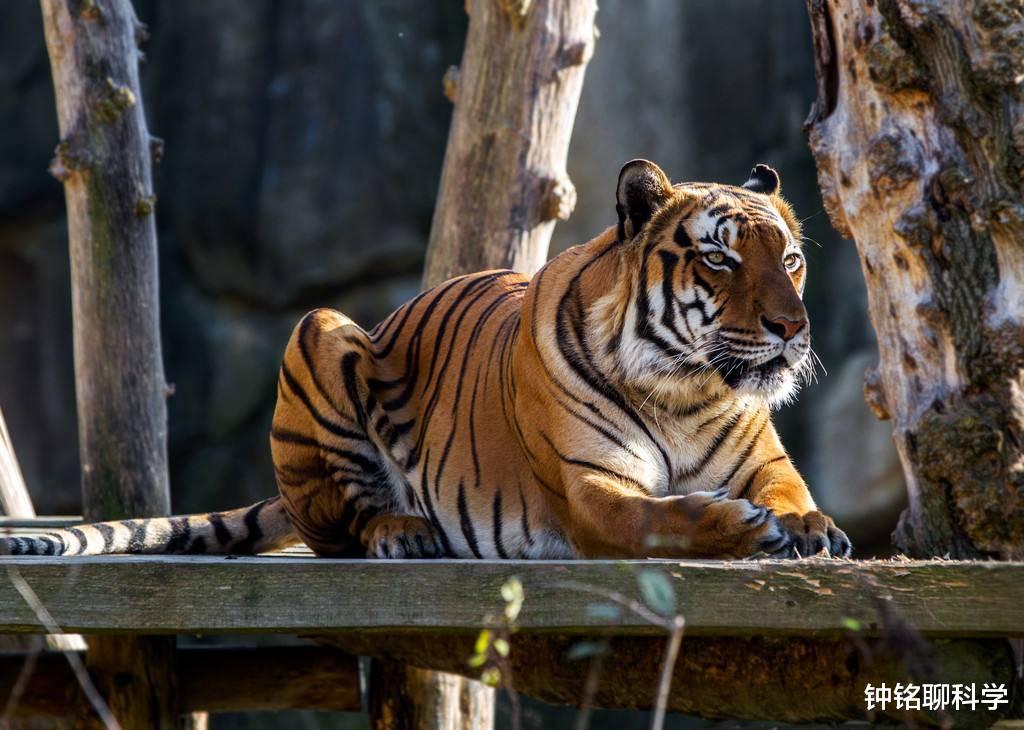 东北虎:哪种动物可以杀死东北虎,为什么没有动物敢吃东北虎?