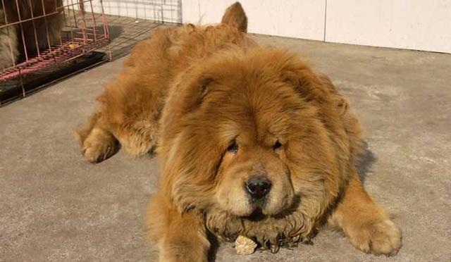 为什么那么多人“讨厌”松狮犬？原因有6个