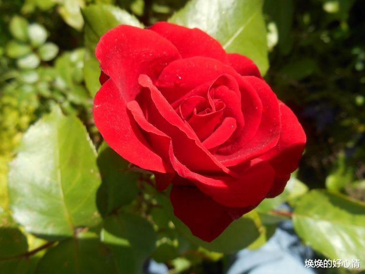 双鱼座|九月份初真爱至上,桃花运飙升,坠入爱恋的四大星座