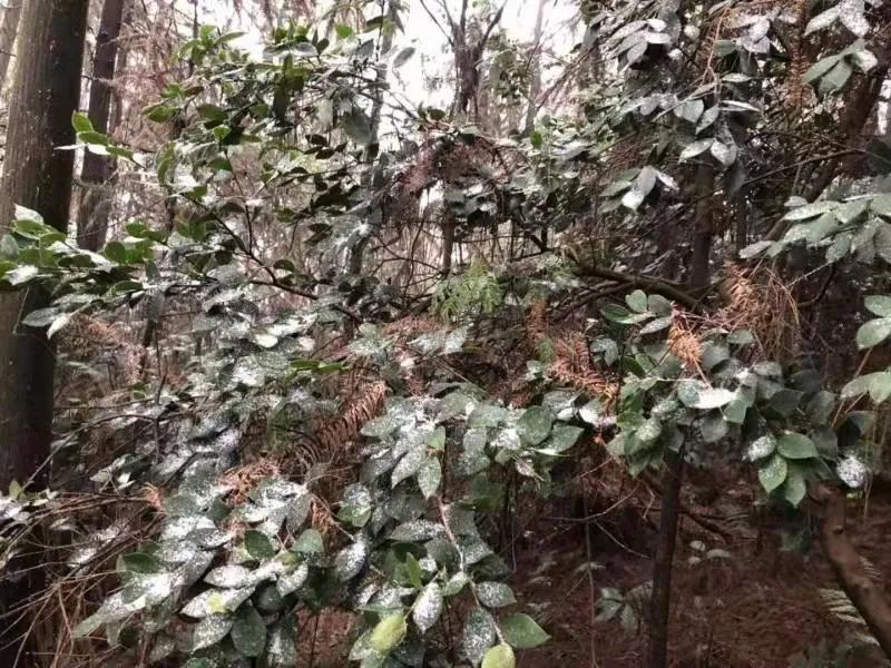 富顺快报 雨雪“驾到”，荣县高石梯下雪了