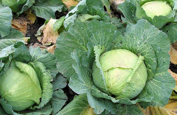 运动|女性体内缺乏雌激素，多吃些“碱性食物”，滋养卵巢，六十不显老