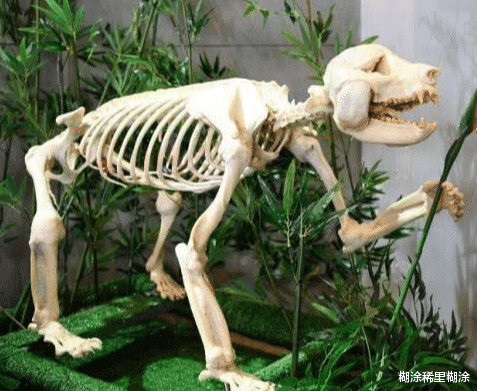 「」五种生物的骨架，大熊猫居然是最丑的，萌属性全没