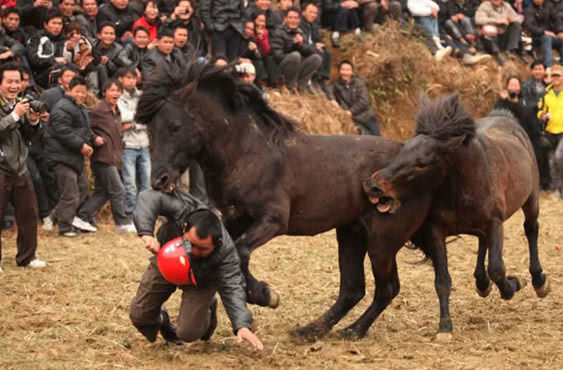 斗马场上遭追赶，众人哄堂大笑，此马举动比人强